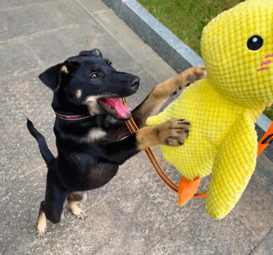 Joyful Quacky Dog Companion Duck Toy