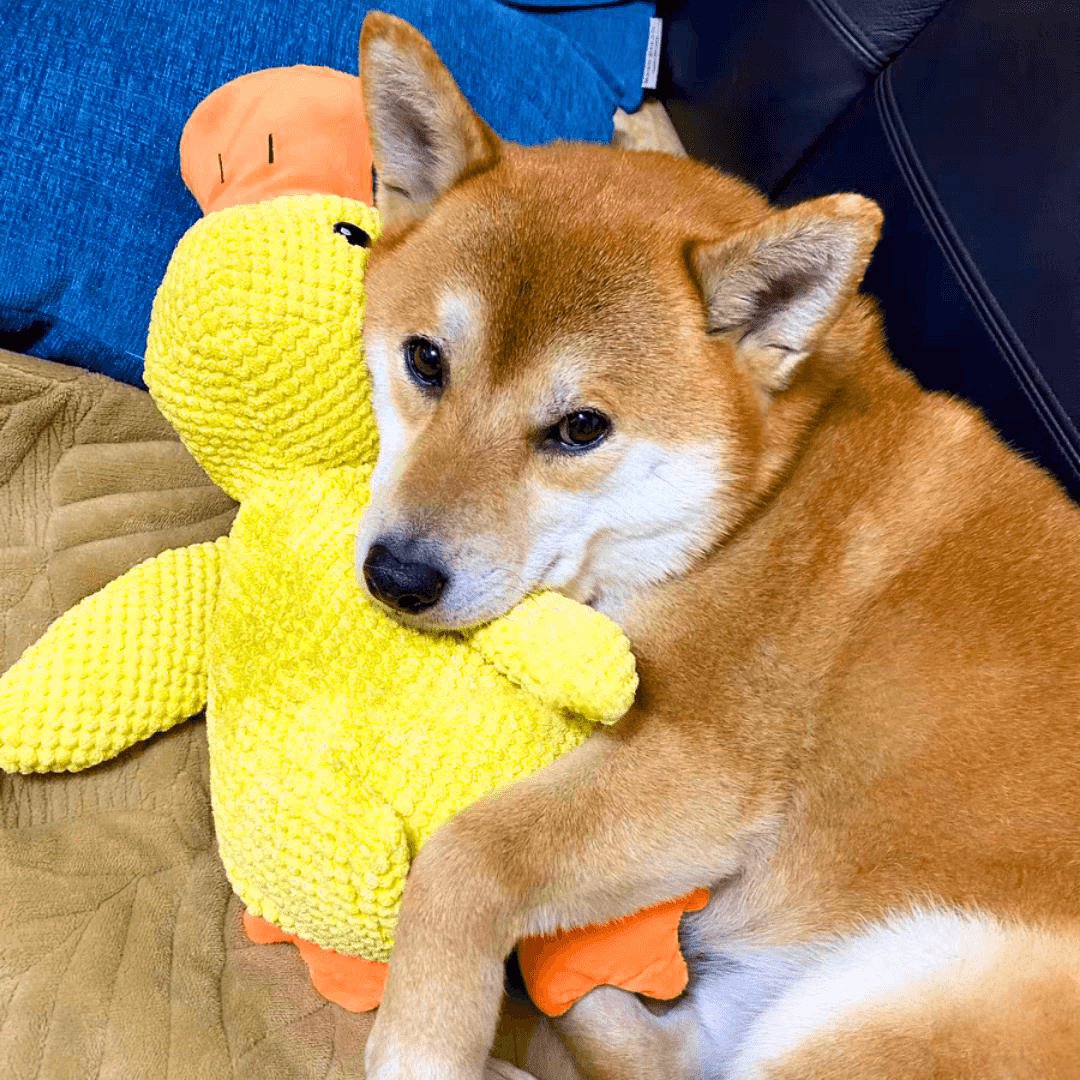 Joyful Quacky Dog Companion Duck Toy