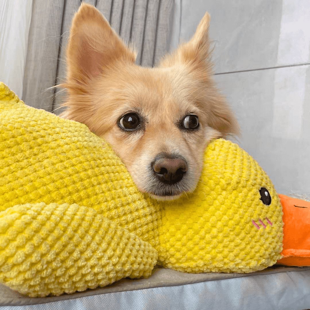 Joyful Quacky Dog Companion Duck Toy